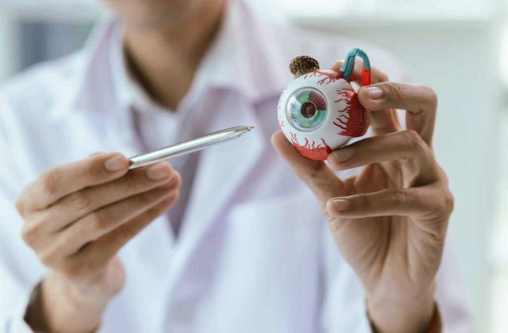 Eye care professional holding an anatomical eye model to explain causes of peripheral vision loss and eye health conditions.
