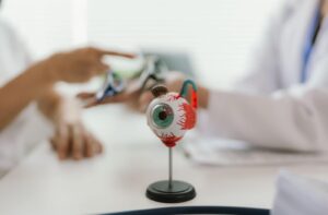 Model of a human eye on a stand placed on a desk, with two people in the background discussing eye anatomy.